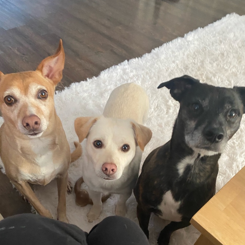 Meet your Posher, Chris